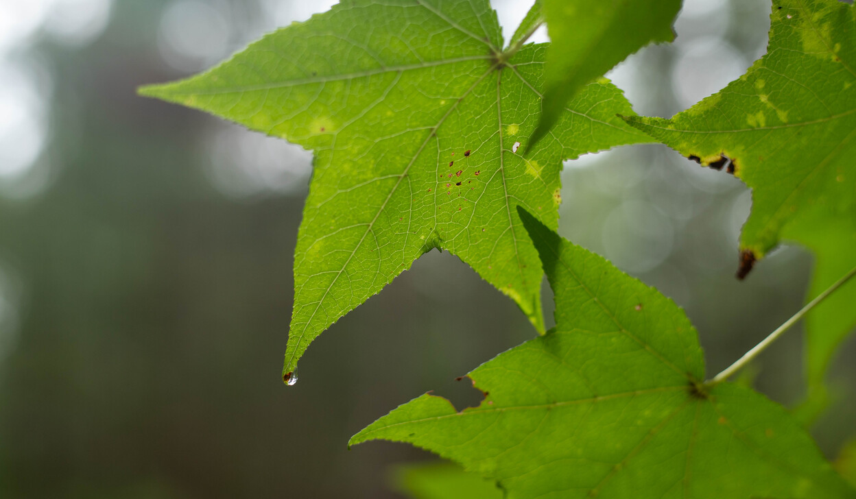 Preserving our future