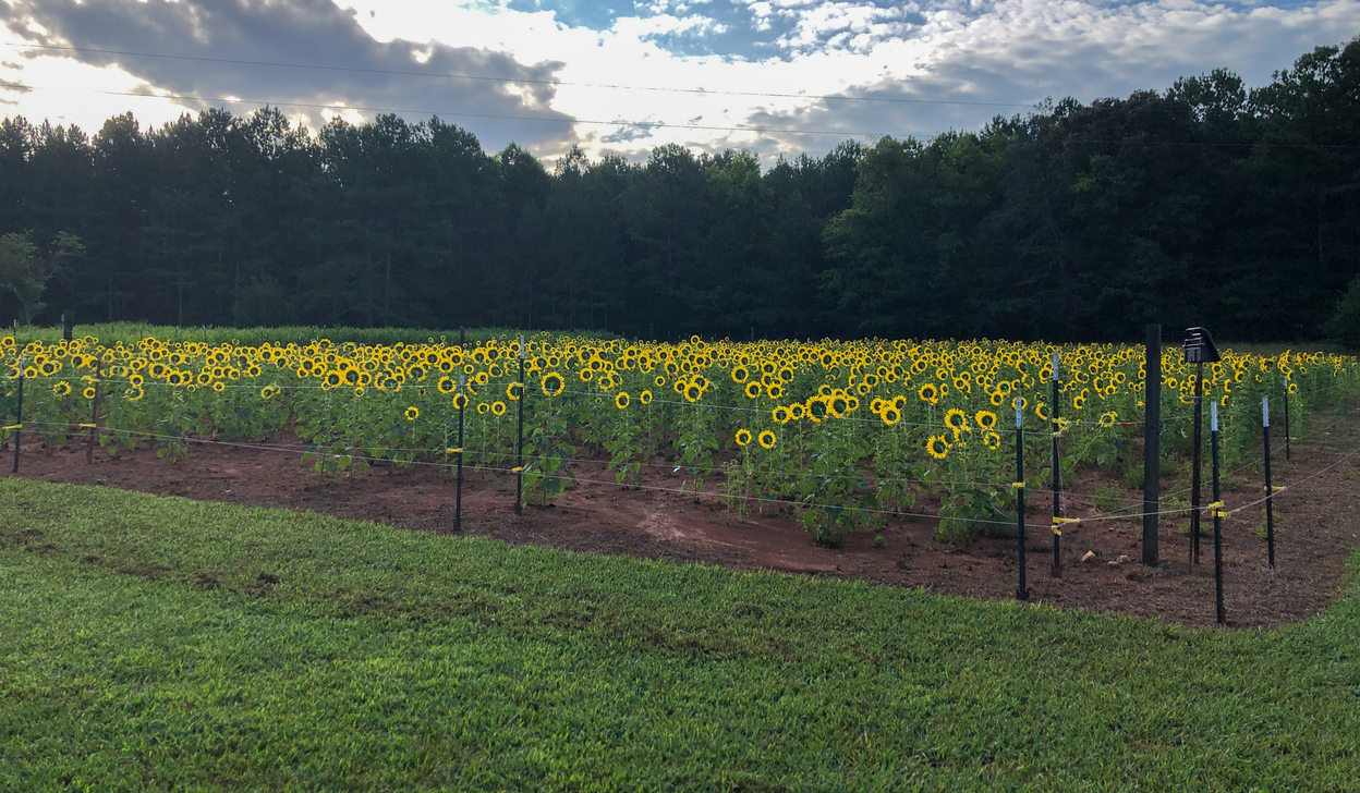 Sunflowers