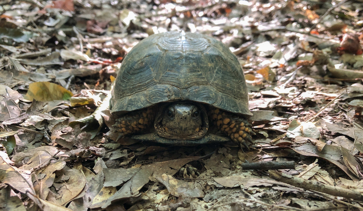 Turtle