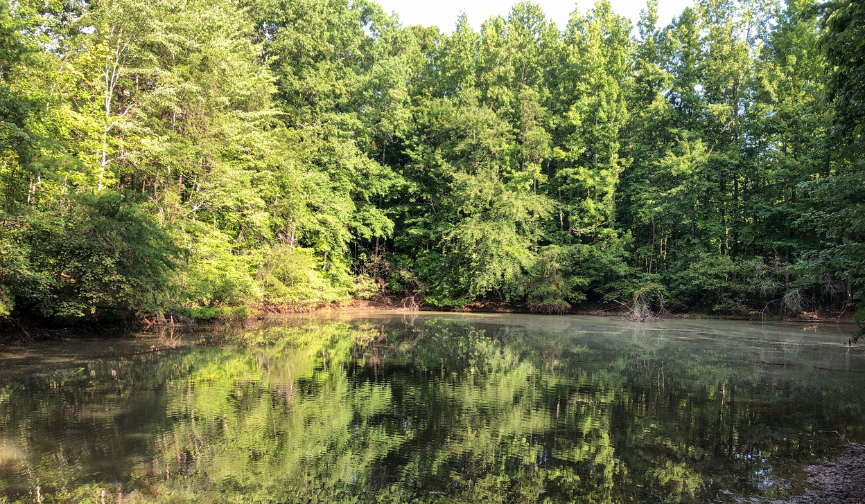 Pond