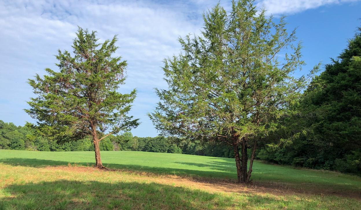 Trees