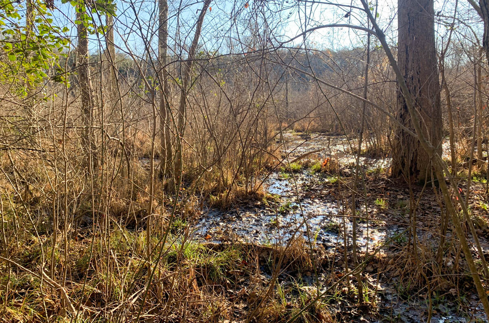 Beaverdam Creek Preserve