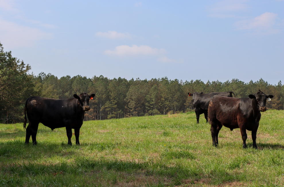 Big Garvin Creek Farm