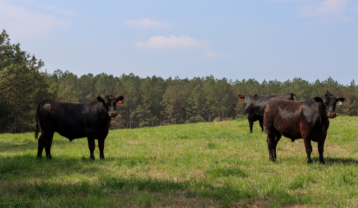 Cattle
