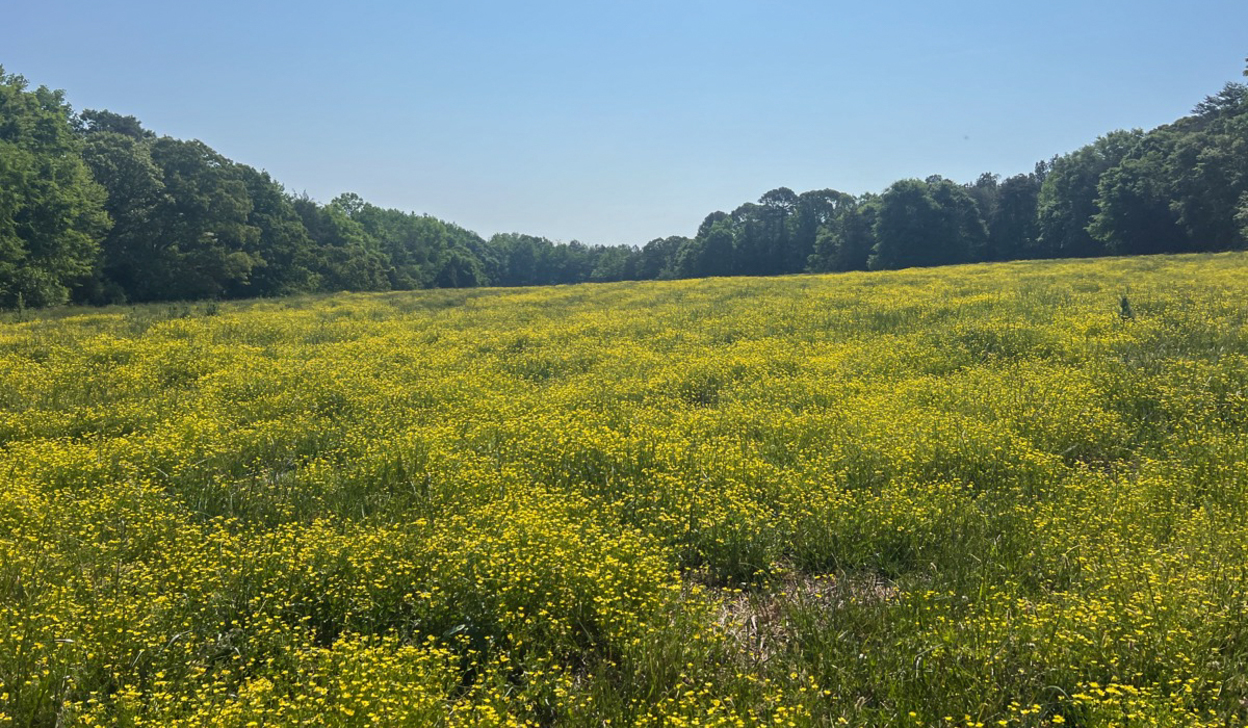Meadow