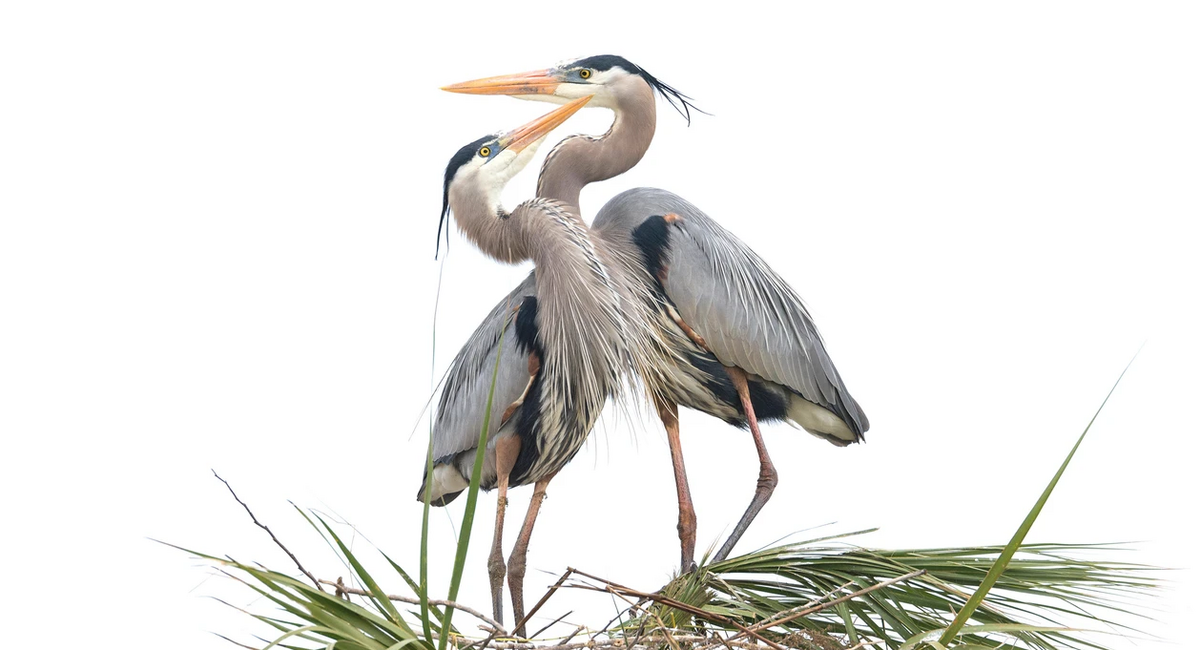 Love is in the Air: Share our conservation-themed Valentines with your special someone