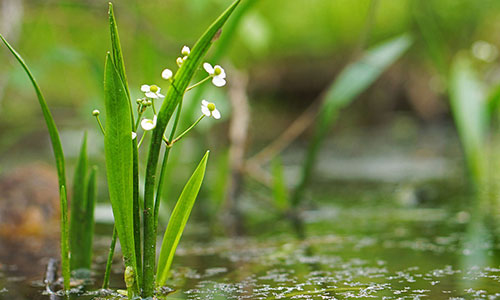 Protection expanded for extremely rare local plant