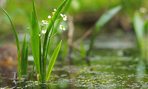 Ultra-rare plant habitat protected in Travelers Rest