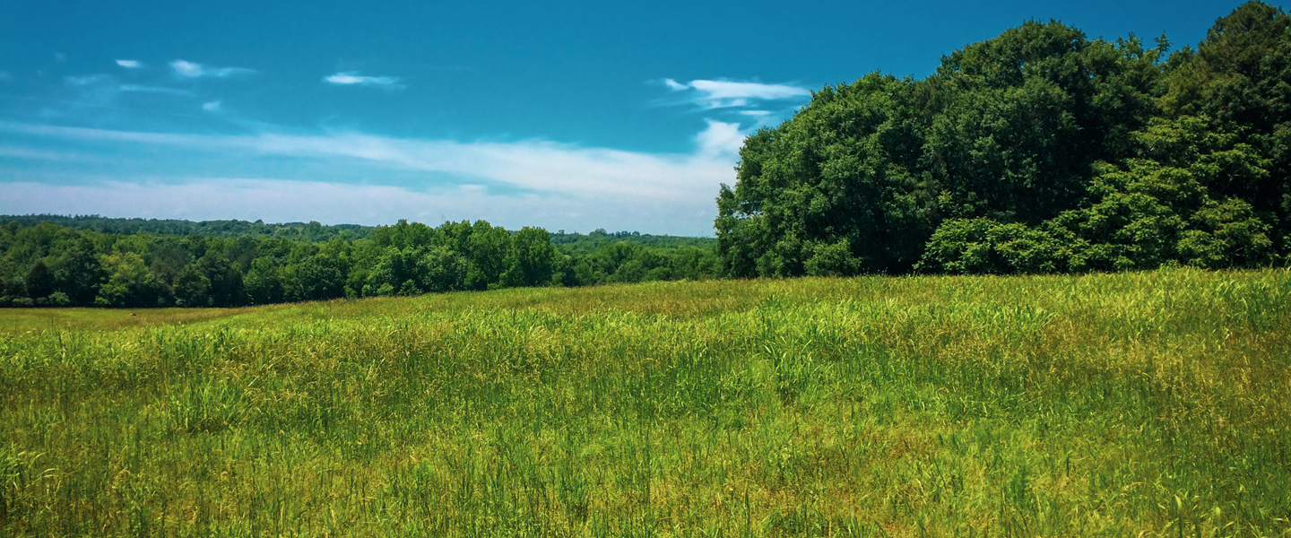 Thank You - Donation