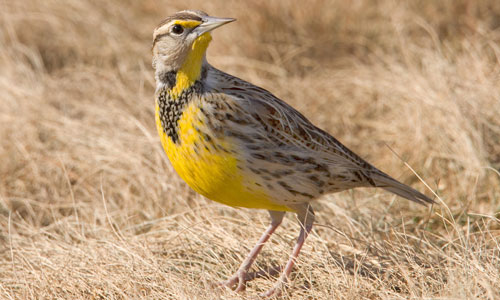 Upstate Forever and partners receive grant from the Land Trust Bird Conservation Initiative