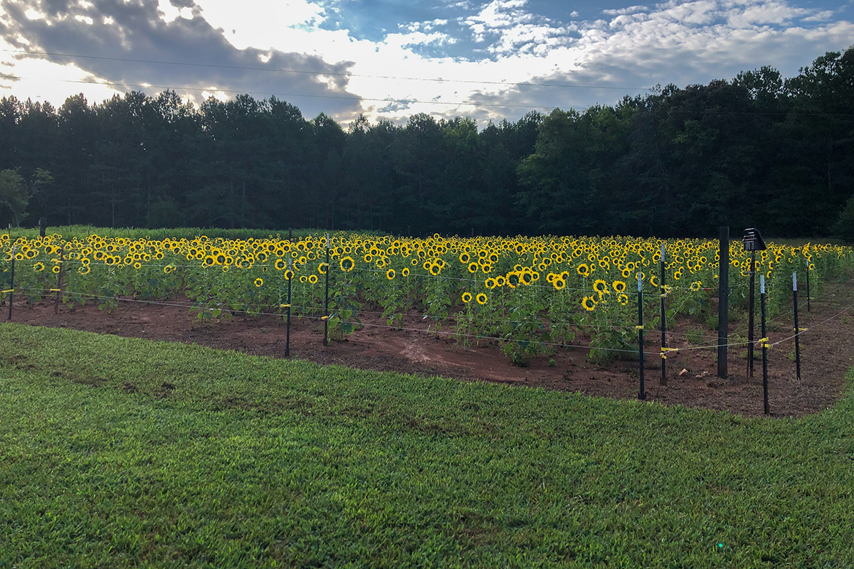Echols Farm