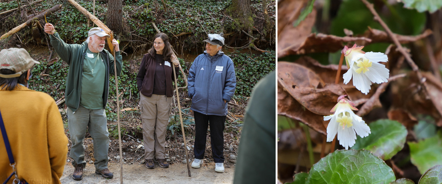Dennis Chastain, left, leads members of Upstate Forever's Wyche Society on an excursion to view the elusive and endangered Oconee bell, right.