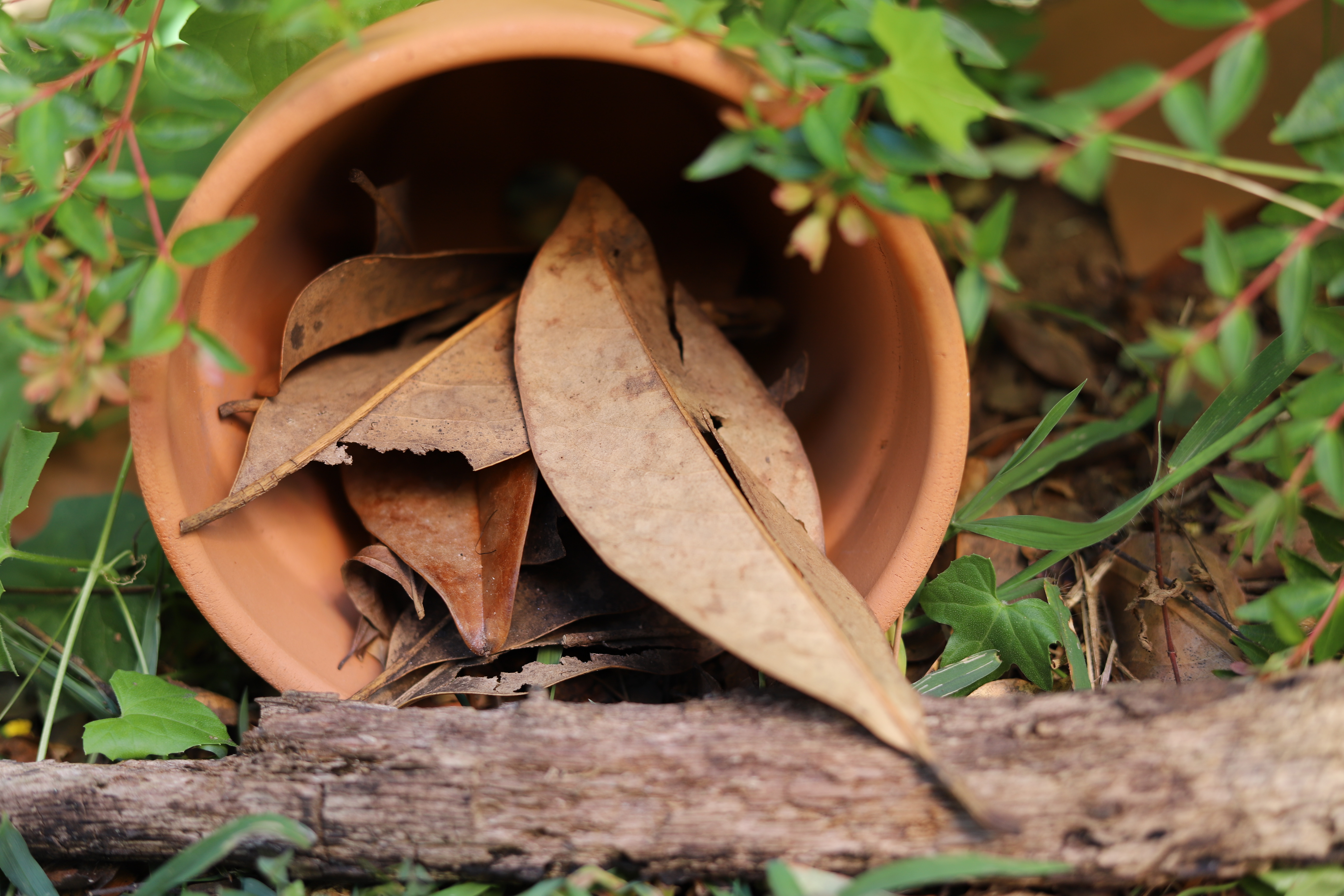 A leaf pot habitat can provide a comfortable winter home for small critters