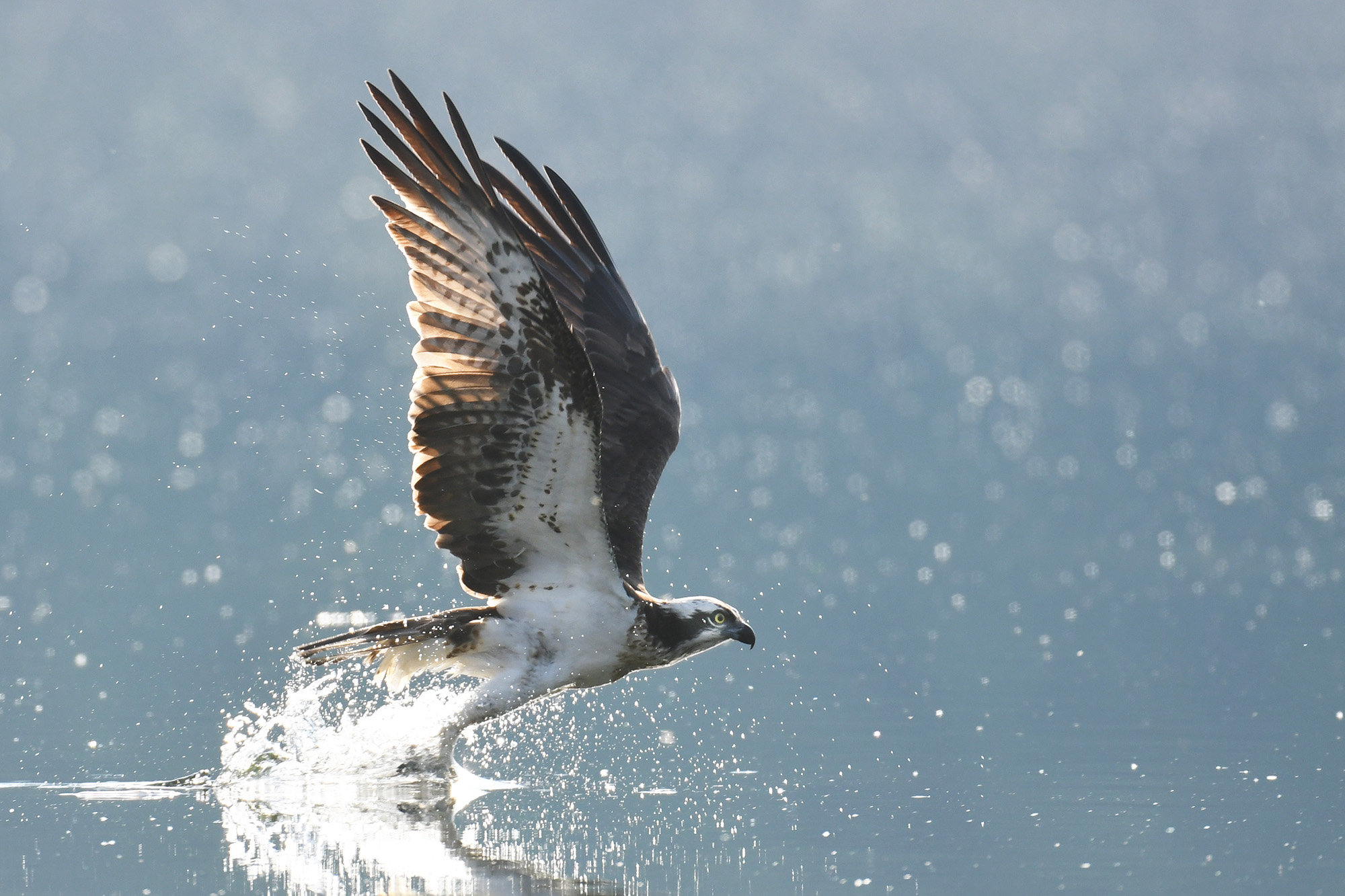 Bring binoculars and you may spot osprey, eagles, and more.