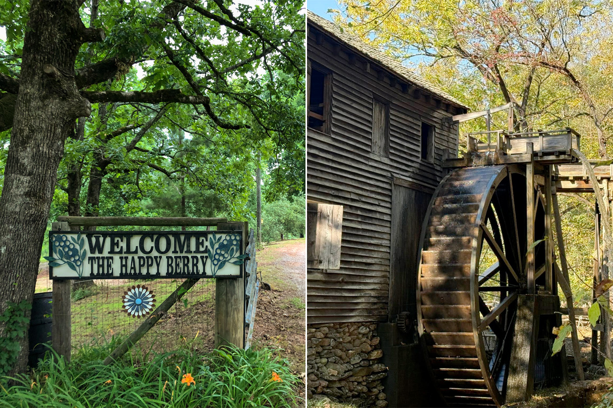 Enjoy freshly picked berries from The Happy Berry or step back in time at Hagood Mill.