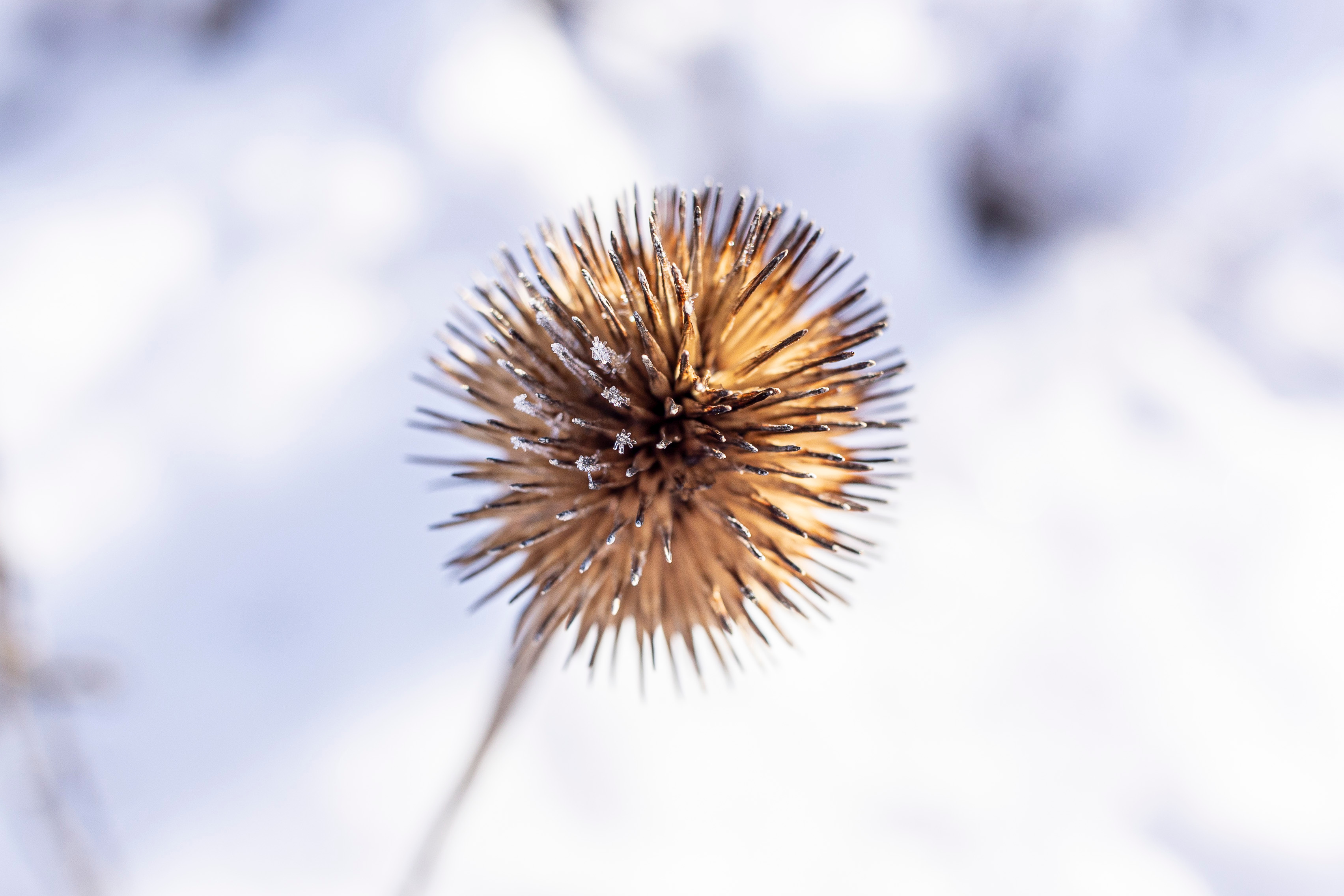 Coneflower seed heads left intact provide food for backyard birds