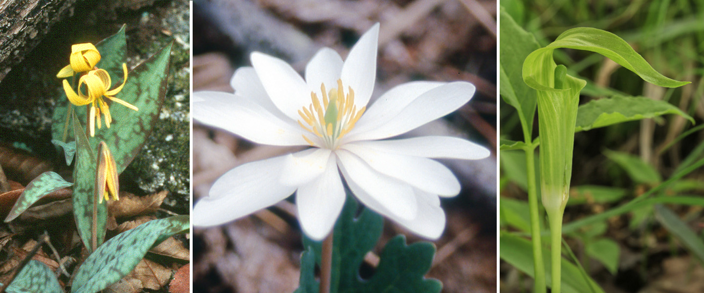 Trout lily, bloodroot, Jack-in-the-pulpit
