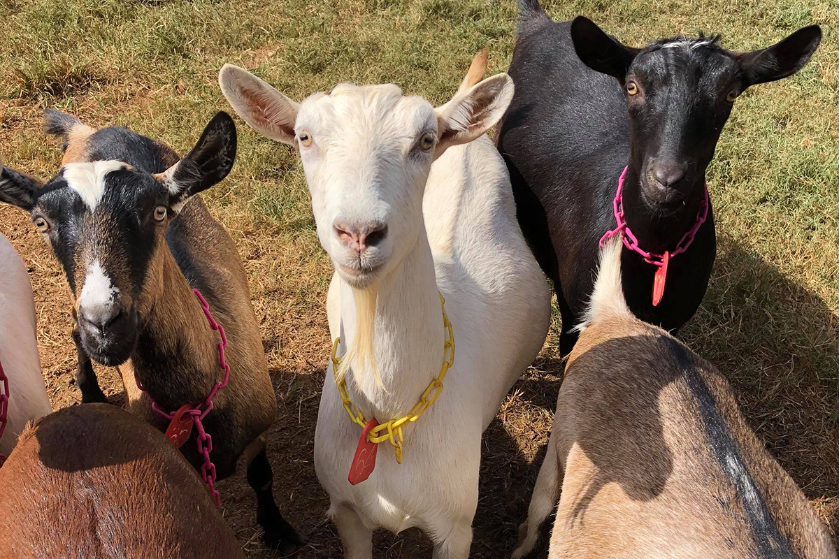 Photogenic and friendly goats at Split Creek Farm