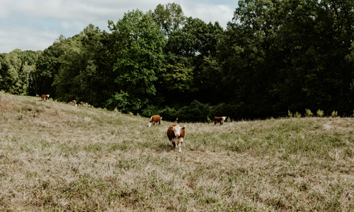 Upstate Forever awarded $3.9 million USDA funding partnership