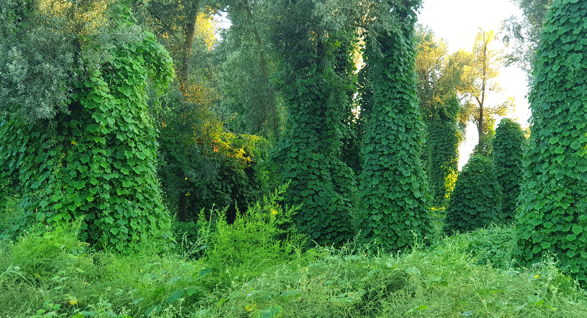 Start somewhere: one expert's take on invasive plant management 