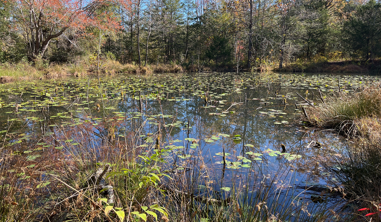 Water lilies