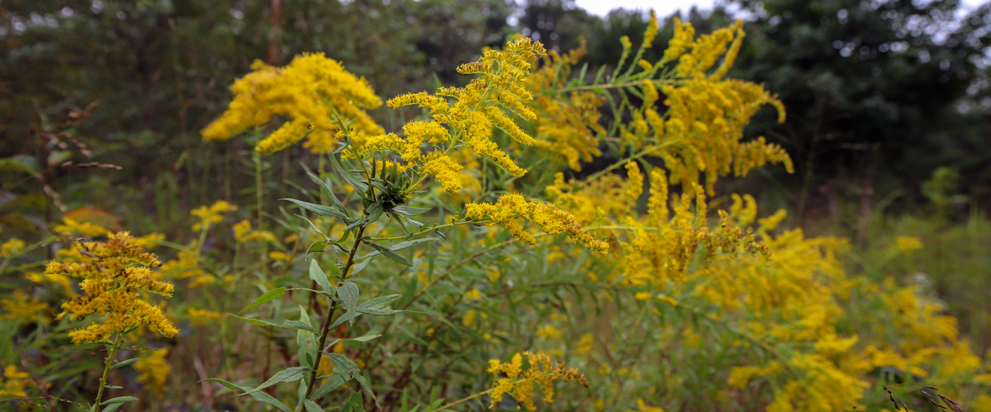 Honoring the Cherokee tradition of land stewardship