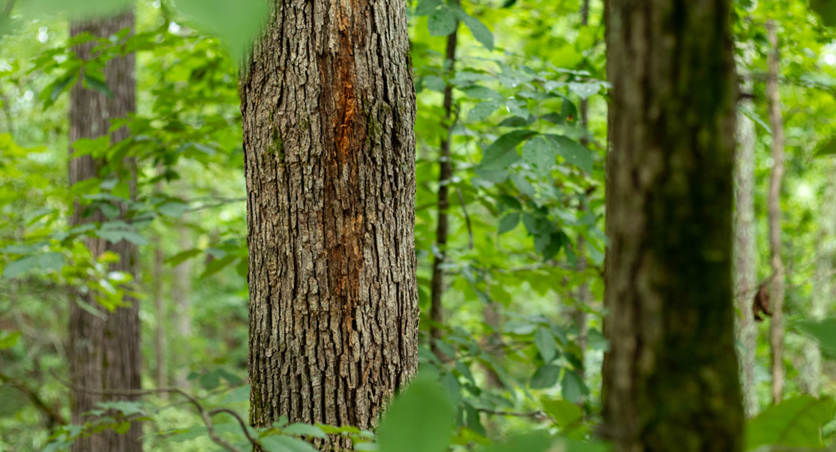 Vanishing landscapes