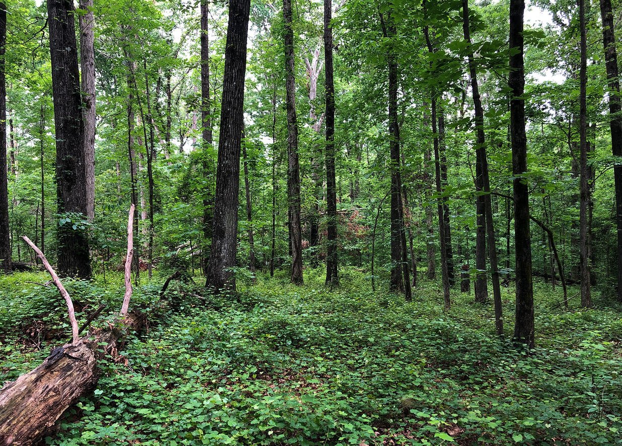 Forestry