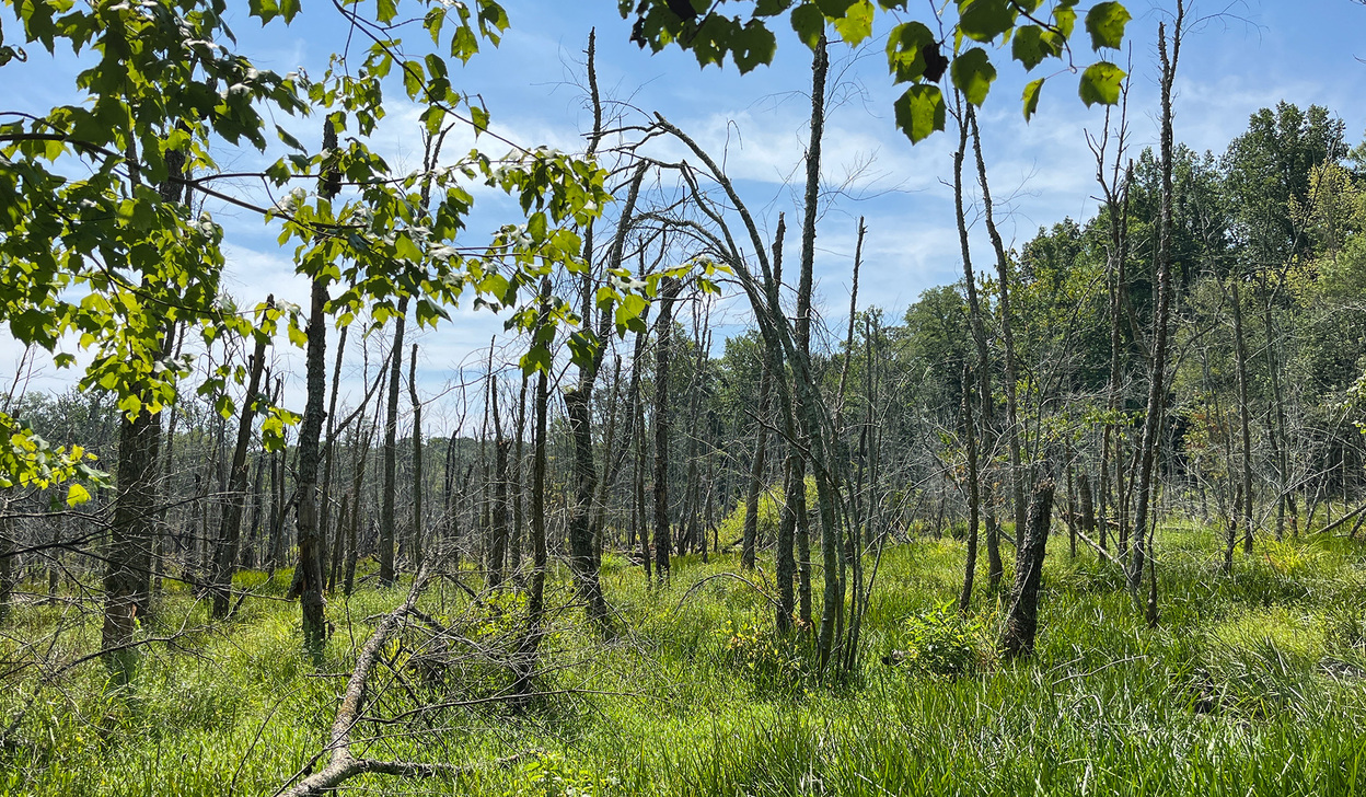 Wetland