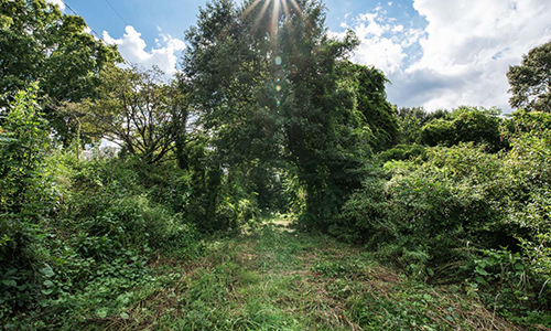 Greenville Journal: COVID-19 has brought the need for land protection to the forefront