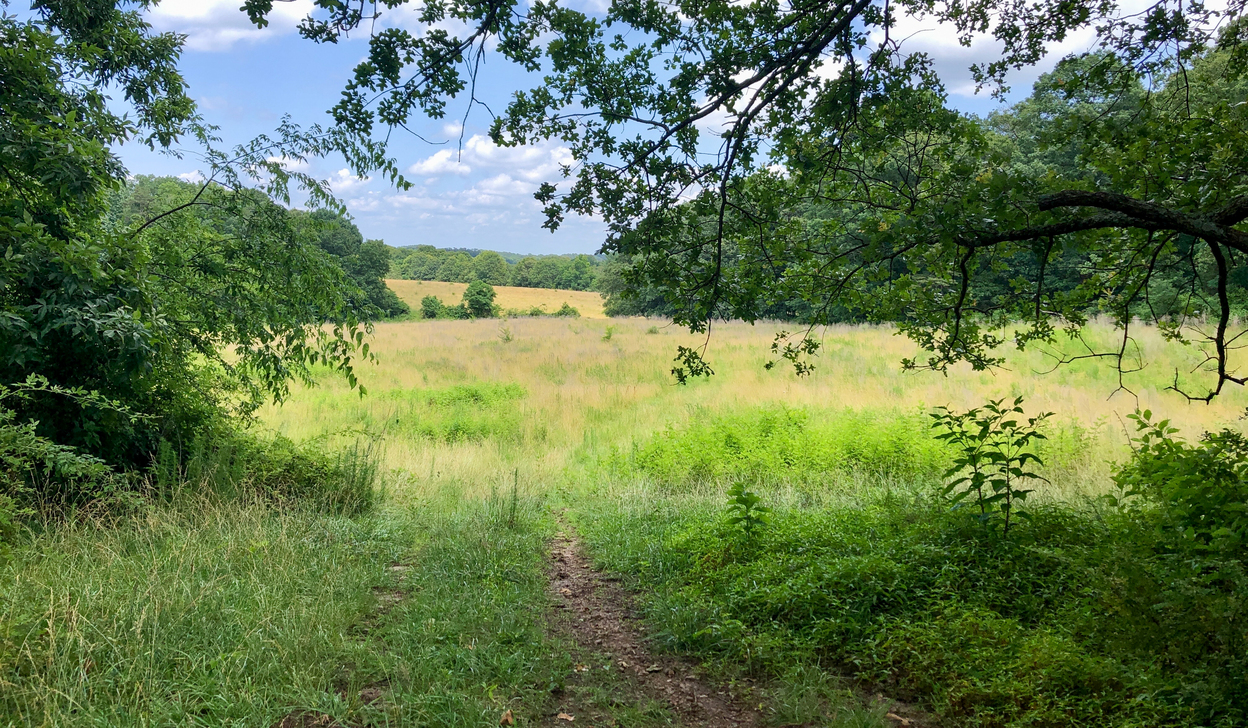 Pasture