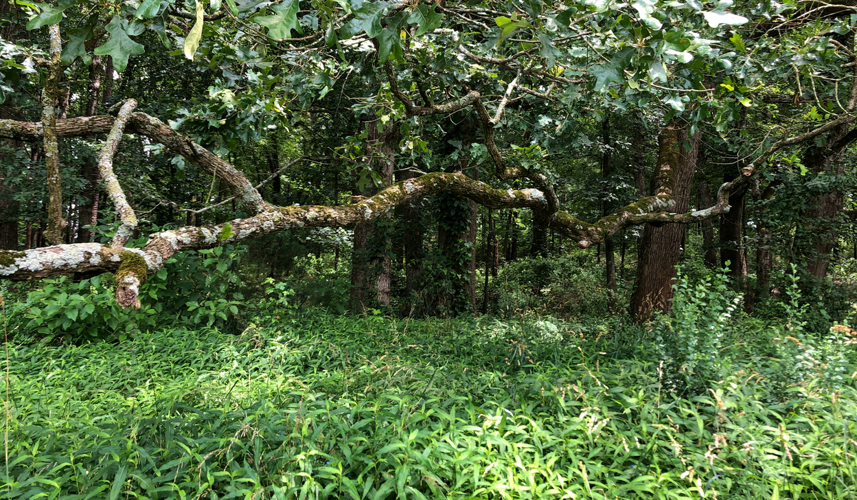Greenery