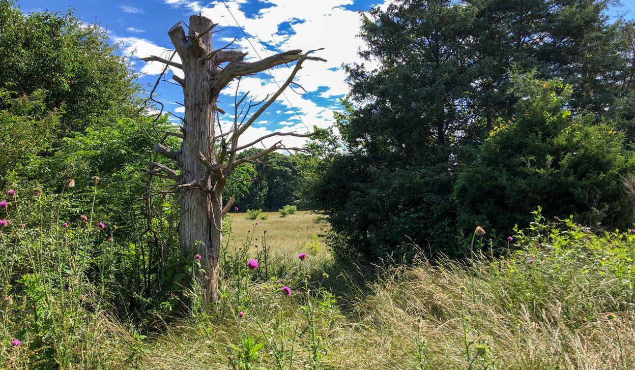 Field