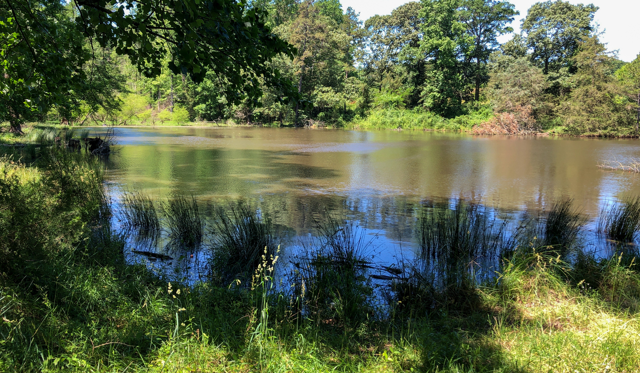Pond
