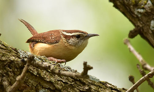 Furman professor and students conducted research on Upstate Forever protected lands